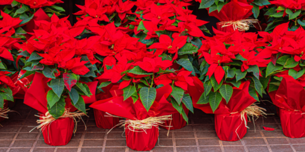 las mejores plantas de navidad