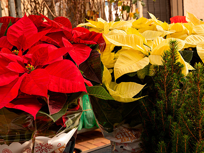 flores de Navidad