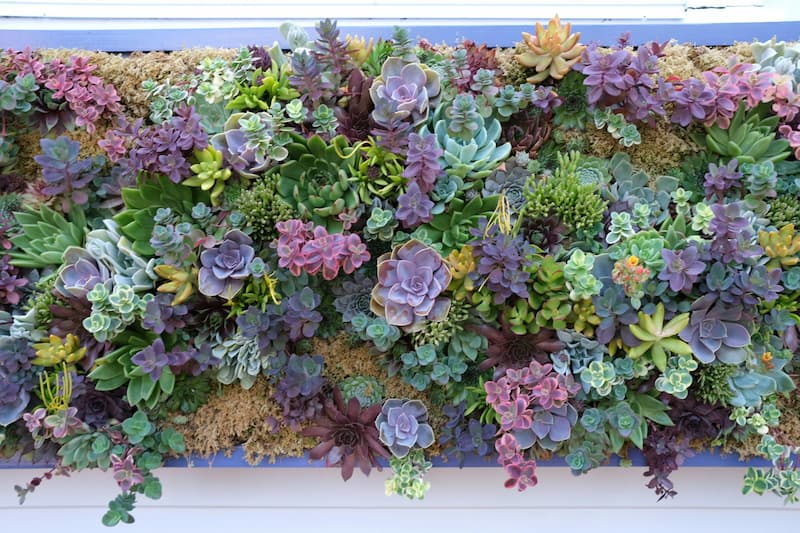 jardin vertical con suculentas